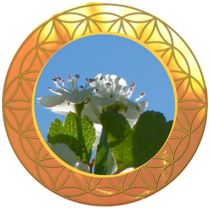 aubepine-fleurs-d-eveil